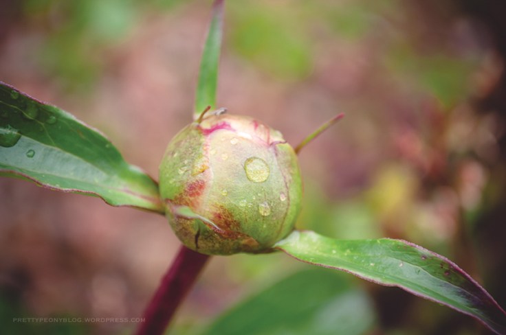 PEONY050620150020_840