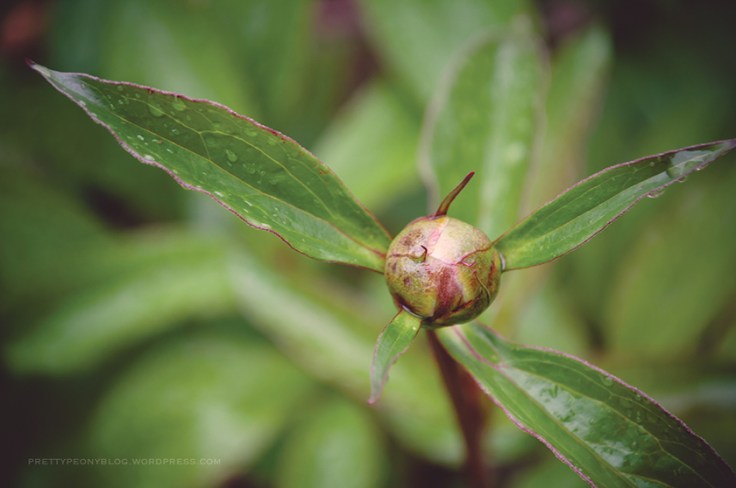 PEONY050620150021_840
