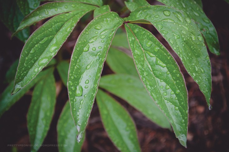 PEONYLEAVES050620150022_840