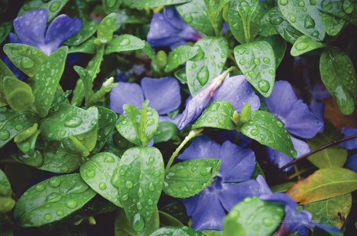 PURPLEFLW050620150010_840