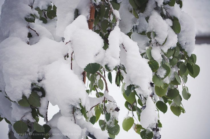 SNOW051020150019_840