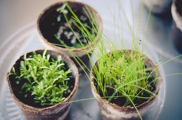 HERBS061620150125_840