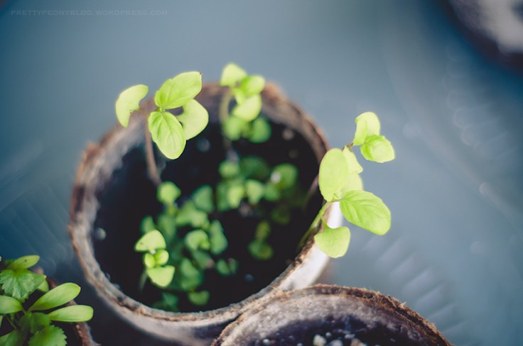 HERBS061620150126_840