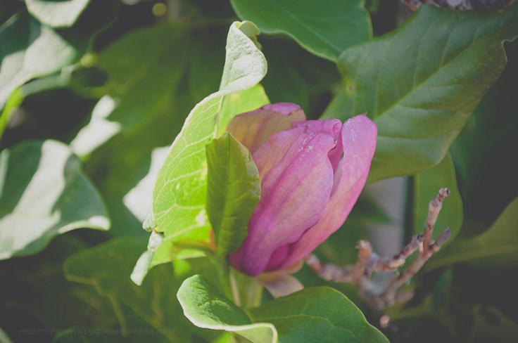 MAGNOLIA081720150001_840