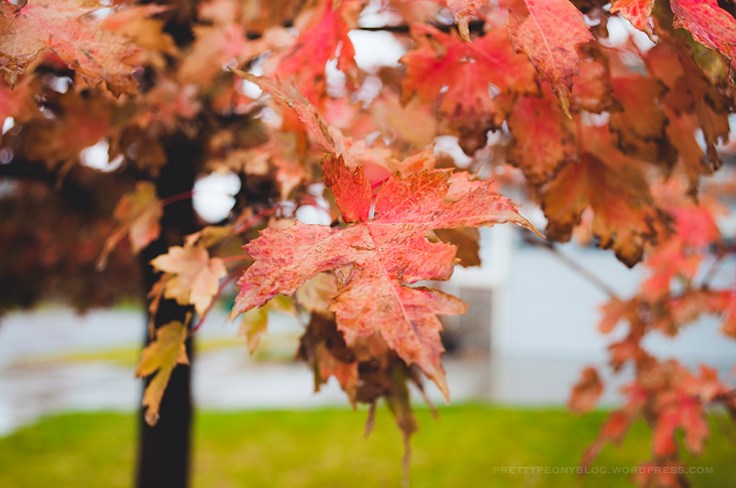 MAPLE102220150003_840
