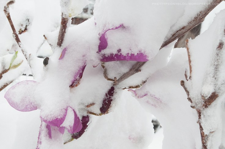 APRILSNOW-041620160023_840