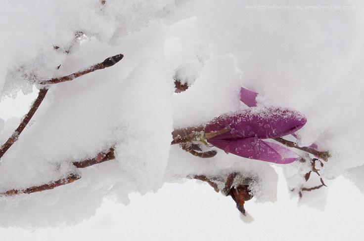 APRILSNOW-041620160026_840