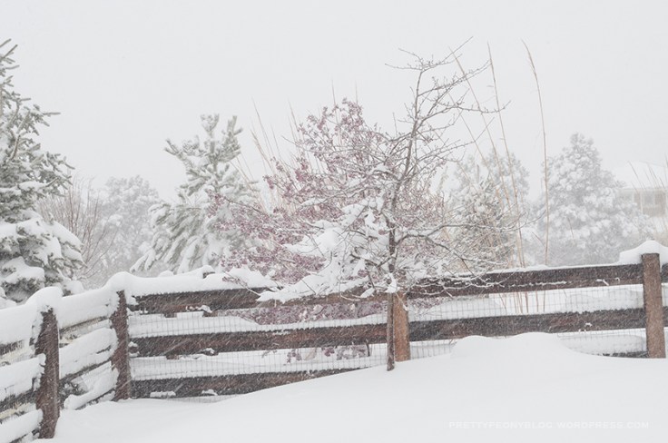 APRILSNOW-041620160029_840