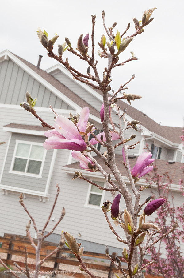 MAGNOLIA-041520160119-600