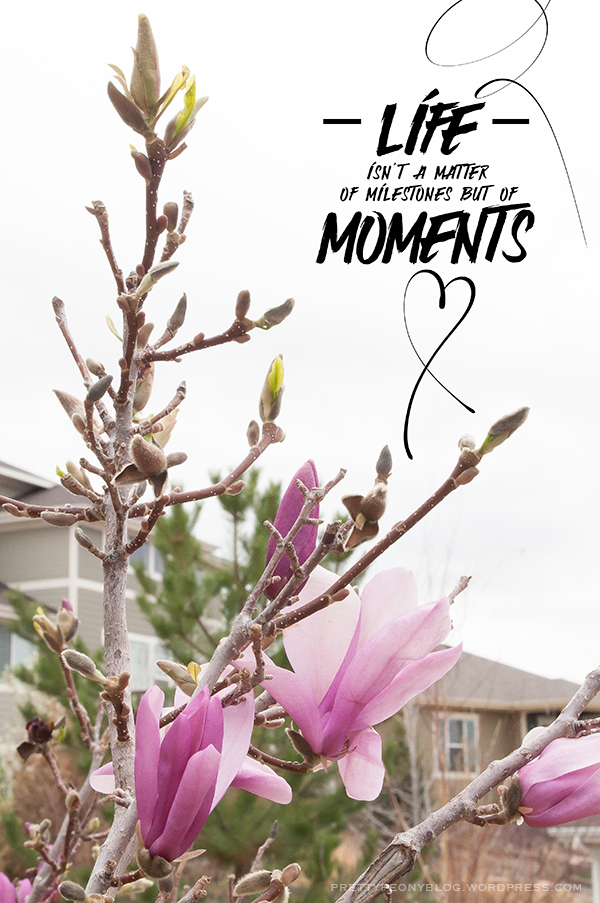 April Magnolias and&nbsp;Snow