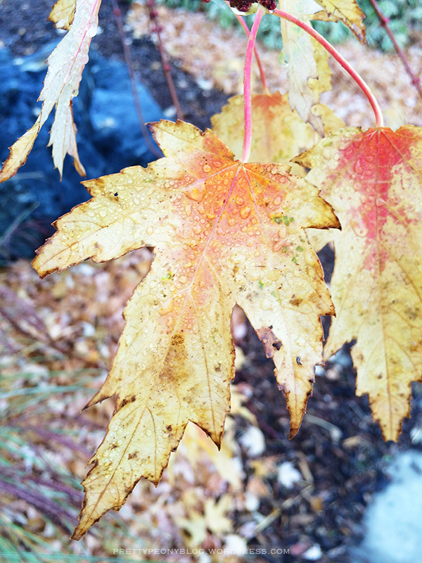 Processed with VSCO with s3 preset