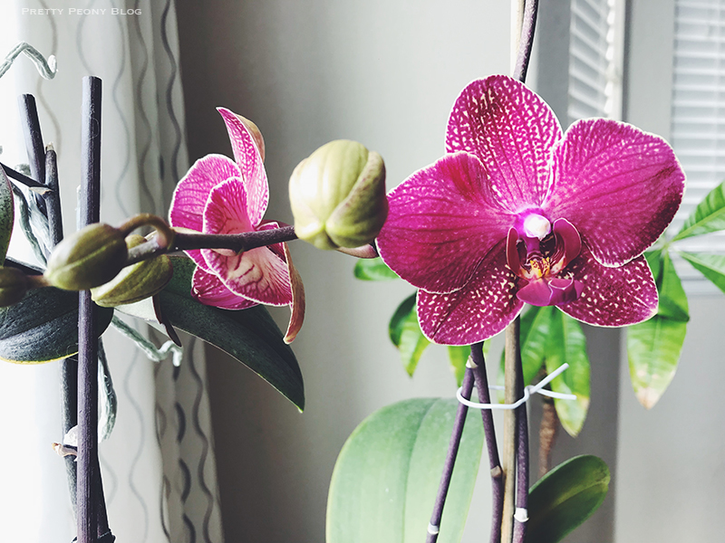 Orchid Blooms